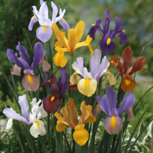 Iris hollandica "Mix" - Holland nőszirom (10 db)