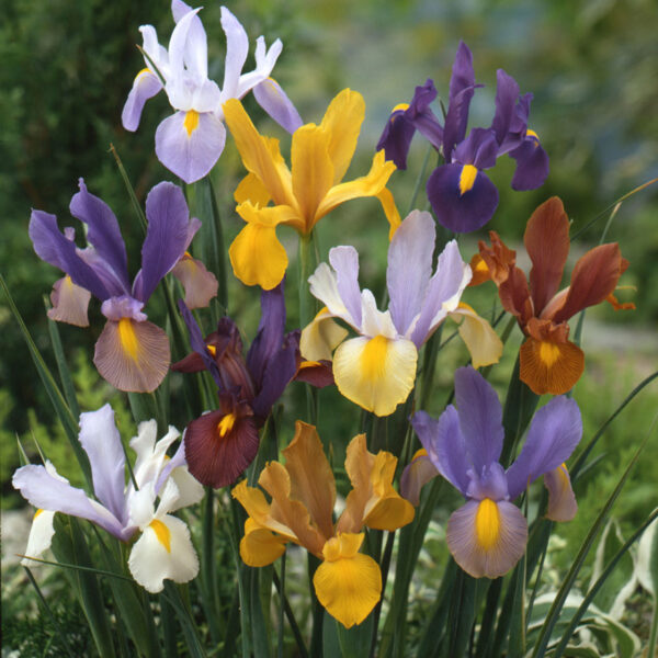 Iris hollandica - Holland nőszirom "mix" (9 db)