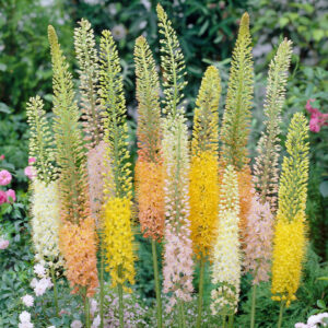 Eremurus - Korbácsliliom csomag "Rose & Yellow" (2 db)