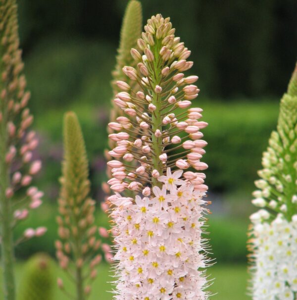 Eremurus - Korbácsliliom "rosé" (1 db)