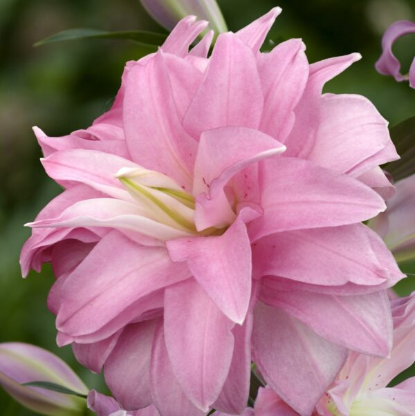Liliom, orientális "Lotus Breeze" (1 db)
