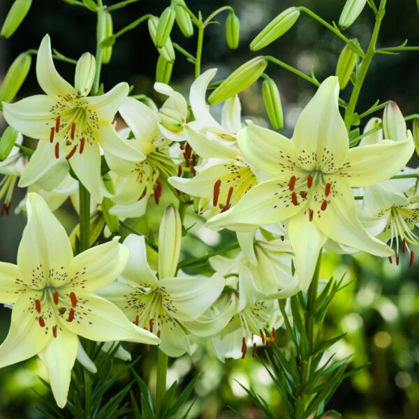 Liliom, ázsiai "Sweet Surrender" (1 db)