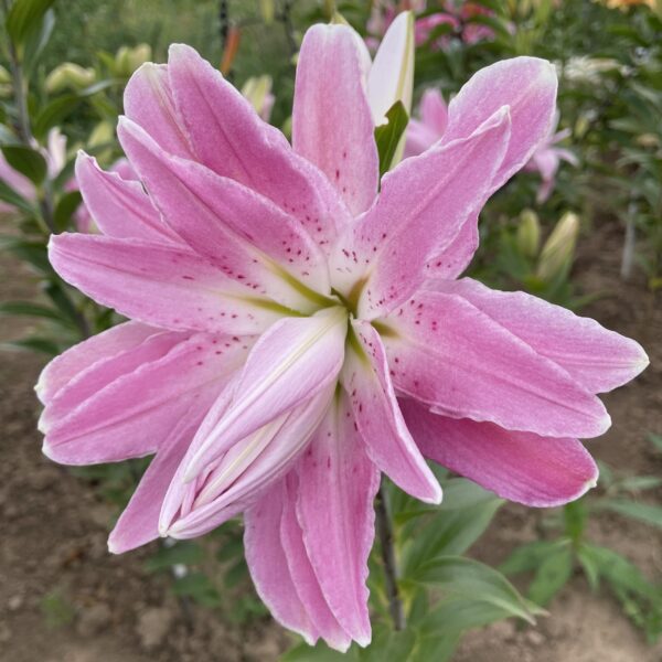 Liliom, orientális "Lotus Elegance" (1 db)