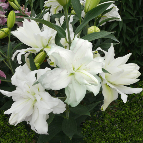 Liliom, orientális "Lotus Beauty" (1 db)