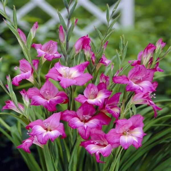Gladiolus nanus - Törpe kardvirág "Charm" (5db)