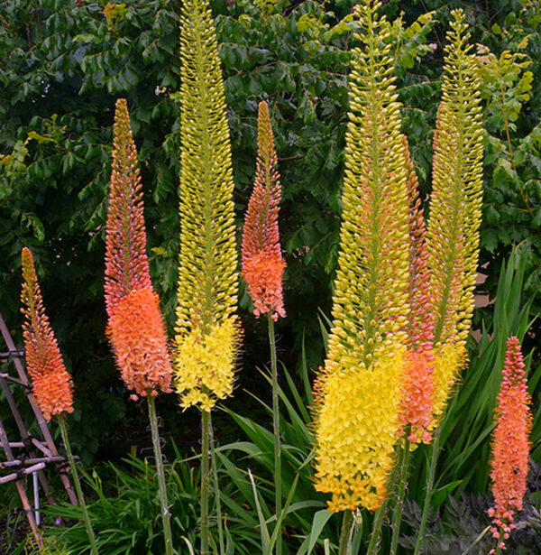 Eremurus - Korbácsliliom csomag "yellow mix" (2 db)