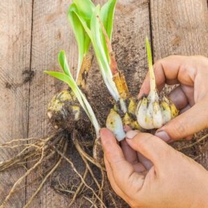 Tavaszi ültetésű virághagymák