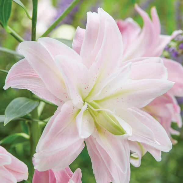 Liliom, orientális "Lotus Queen" (1 db)
