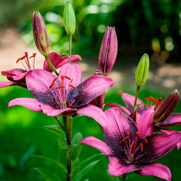 Liliom, ázsiai "Purple Dream" (1 db)