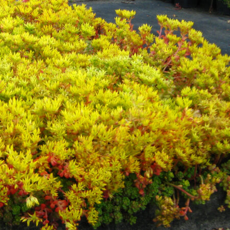 Sedum oreganum - Oregoni varjúháj (min. 20 szem)