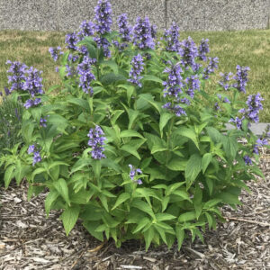 Nepeta subsessilis - Macskamenta "Blue dreams"(min. 20 szem)