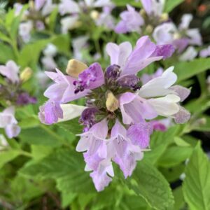 Nepeta subsessilis - Macskamenta "Pink dreams"(min. 20 szem)
