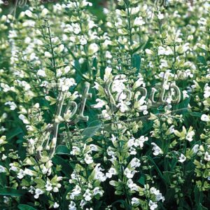 Salvia officinalis f. albiflora- Orvosi zsálya, fehér virágú (min. 15 szem)