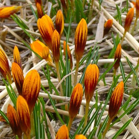Crocus olivier "Orange Monarch" - narancssárga krókusz (9 db)