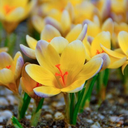 Crocus ch. "Advance" - sziklakerti krókusz (9 db)