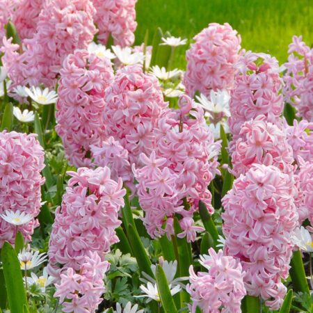 Hyacinthus orientalis "Fondant" - jácint (3 db)