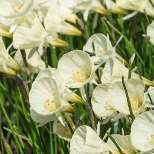 Narcissus blbco. "Spoirot" - trombita virágú nárcisz (7 db)