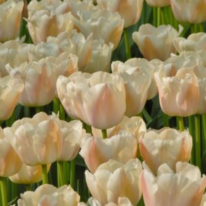 Tulipa "Apricot Pride" - Darwin-hibrid (7 db)