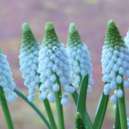 Muscari "Baby's Breath" - fürtös gyöngyike (7 db)