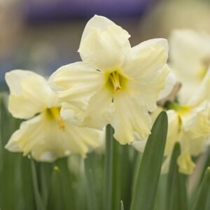 Narcissus "Cassata" - hasadt csészéjű nárcisz (5 db)