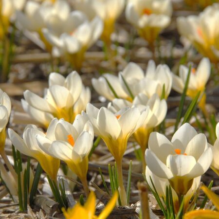Crocus ch. "Cream Beauty" - sziklakerti krókusz (9 db)