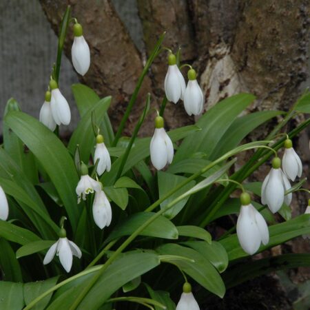Galanthus woronowii - nagy levelű hóvirág (9 db)
