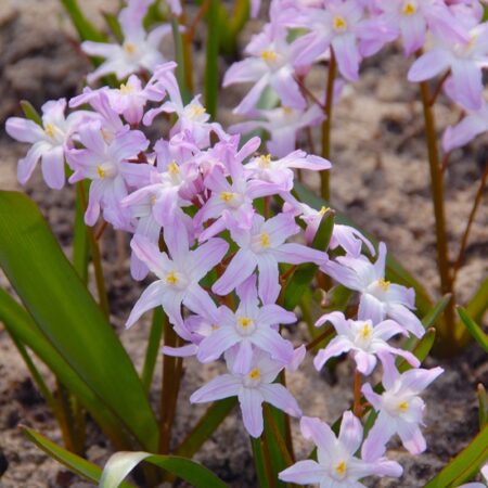 Chionodoxa "Pink Giant" - hófény (15 db)