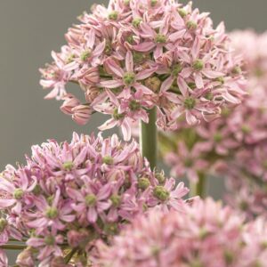 Allium "Pink Jewel" - díszhagyma (3 db)