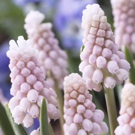 Muscari "Pink Sunrise" - fürtös gyöngyike (5 db)
