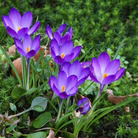 Crocus tommasinianus "Ruby Giant" - erdei krókusz (9 db)