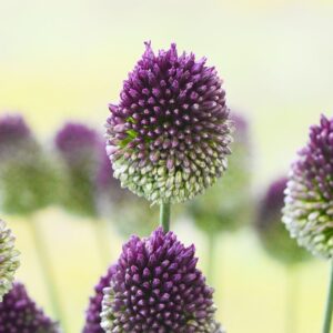 Allium sphaerocephalon - Bunkós díszhagyma (15 db)