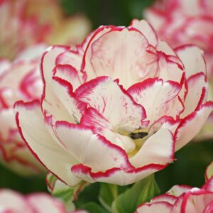 Tulipa "Belicia" - teltvirágú korai (5 db)