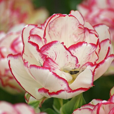 Tulipa "Belicia" - teltvirágú korai (5 db)
