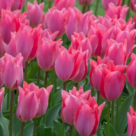 Tulipa "Albert Heijn" - korai fajta (7 db)