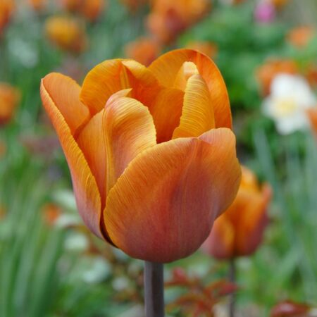 Tulipa "Cairo" - Triumph fajta (5 db)