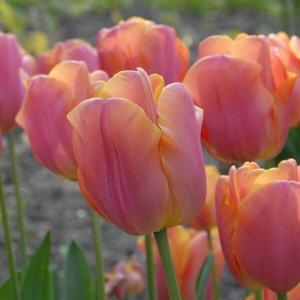 Tulipa "Jimmy" - Triumph fajta (7 db)