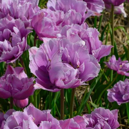 Tulipa "Great Barrier Reef" - teltvirágú rojtos (5 db)