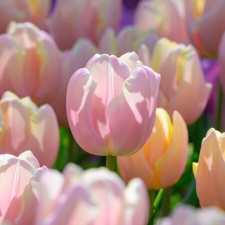Tulipa "Mango Charm" - Triumph fajta (5 db)