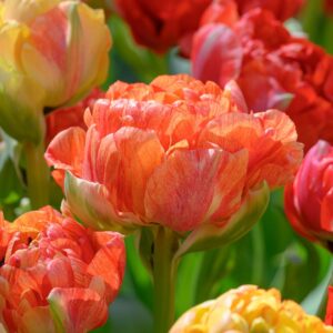 Tulipa "Gudoshnik" - teltvirágú késői (5 db)
