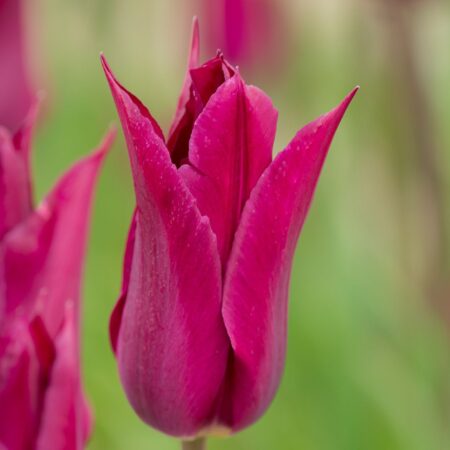 Tulipa "Purple Heart" - liliomvirágú késői (5 db)