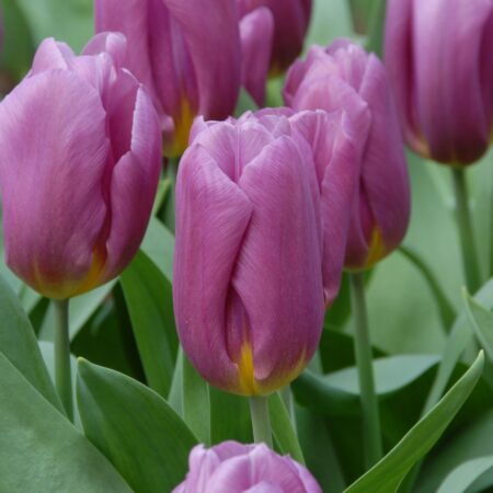 Tulipa "Copex" - Triumph fajta (7 db)