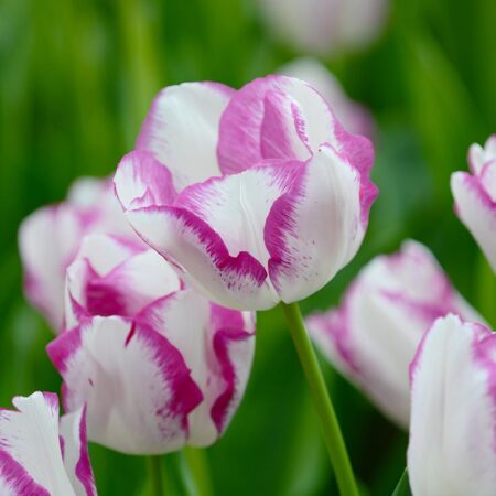 Tulipa "Affaire" - Triumph fajta (5 db)