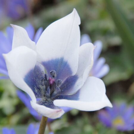 Tulipa humilis "Alba C. Oculata" - botanikai fajta (4 db)