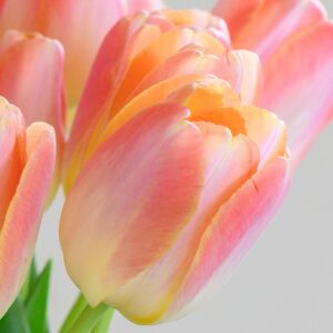 Tulipa "Kunyun" - Darwin-hibrid (5 db)
