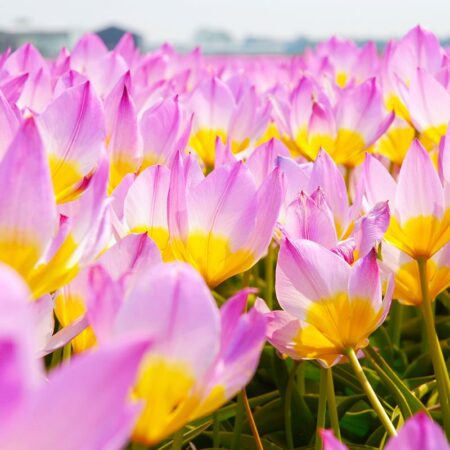 Tulipa bakeri "Lilac Wonder" - botanikai fajta (9 db)