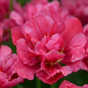 Tulipa "Margarita" - teltvirágú korai (5 db)