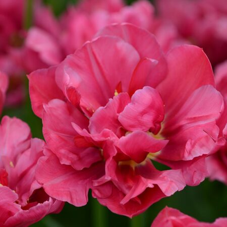 Tulipa "Margarita" - teltvirágú korai (5 db)