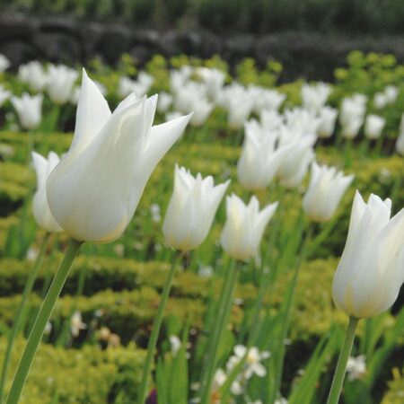 Tulipa "White Triumphator" - liliomvirágú késői (5 db)