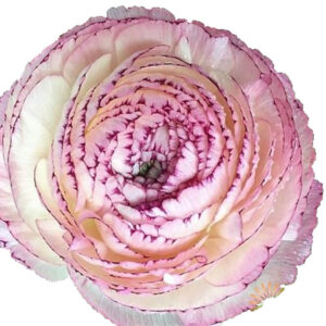 Ranunculus asiaticus - Excluzív boglárka "Friandine Cappuccino" (3 db)