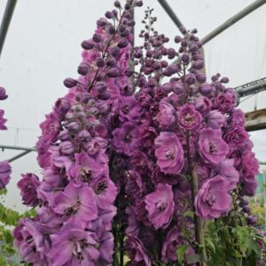 Delphinium elatum - Évelő szarkaláb "Dusky Maidens" (min. 20 szem)